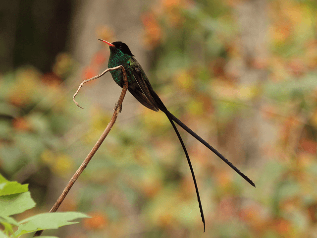 Trochilus polytmus